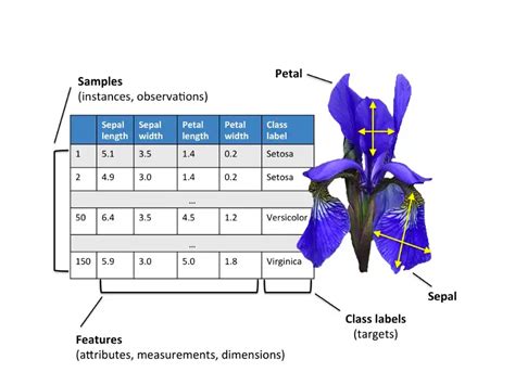 iris den2 data.